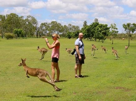 Kangaroos on our Port Douglas wildlife habitat tour