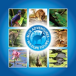 Blue Adventures wildlife tours logo