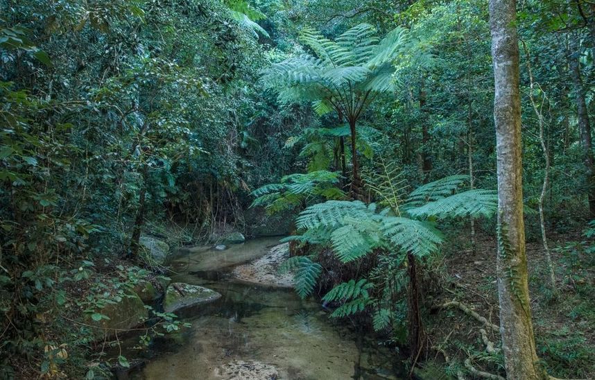 Tree Ferns Daintree Rainforest tour Port Douglas