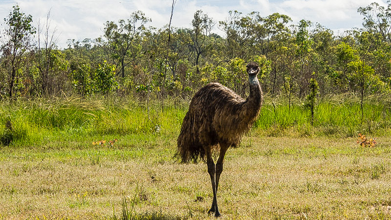 Wild emu in Queensland outback