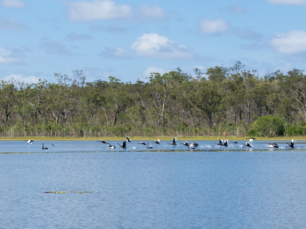Savanna wetlands Australian Black swans Port Douglas